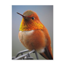 Gorgant Orange Hummingbird