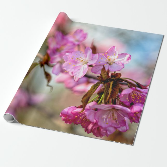 Gorgant Rosa Sakura Flowers Presentpapper (Utrullad)
