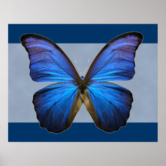 Gorgantblått morpho Butterfly-utskrift Poster