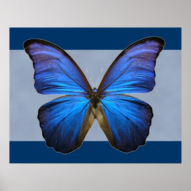 Gorgantblått morpho Butterfly-utskrift Poster (Framsidan)