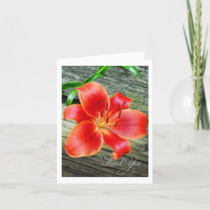 Gorgasiatisk Lily-blomma Tack Kort