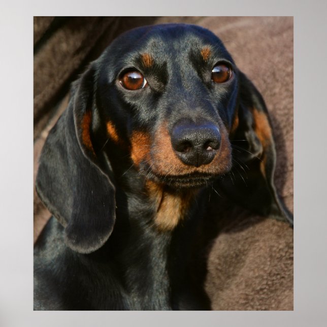 Gorgeous dachshund animal portrait poster (Framsidan)