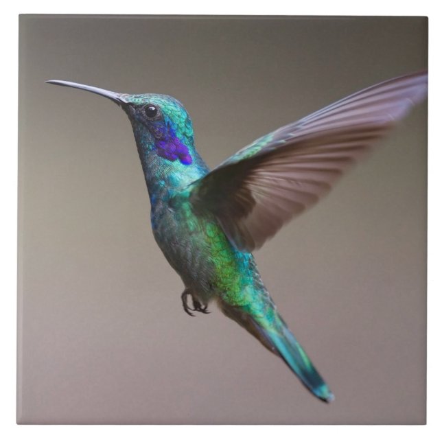 Gorgisk hummingbird under flygning kakelplatta (Framsidan)