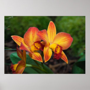 Gorgisk Orange Gult Rhyncattleanthe Orchid Poster