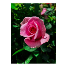 Gorgisk rosa ros-blomma poster bild