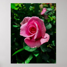 Gorgisk rosa ros-blomma poster bild