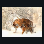 Gorgisk tiger och unge i snö fototryck<br><div class="desc">Gorgisk tiger och unge i snö</div>