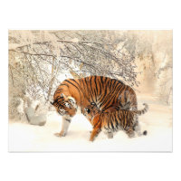 Gorgisk tiger och unge i snö