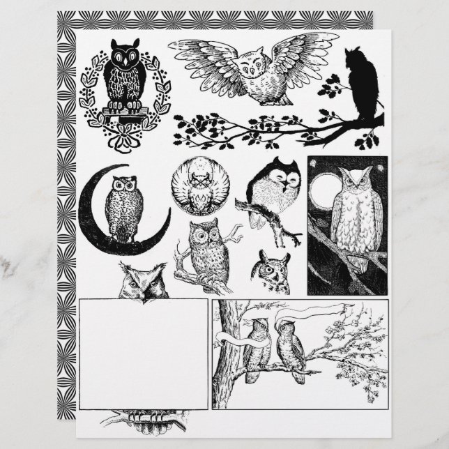 Gorglig Black & White Line Art Teckning från Uggla (Fram/baksida)