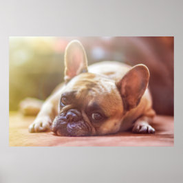Gorglig fransk-bulldog ljuger ner poster