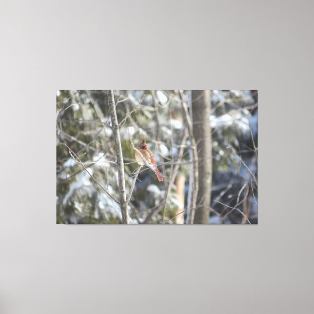 Gorglig kvinnlig kardinal canvastryck (Framsida)