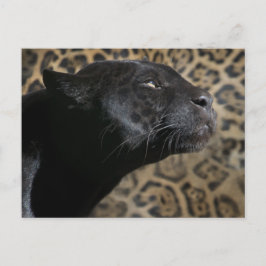 Gorglig pjäderleopard vykort