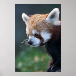 Gorglig rödpanda porträtt poster