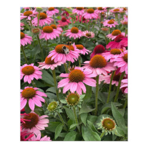 Gorglig Rosa Echinacea Flowers och Bee Fototryck
