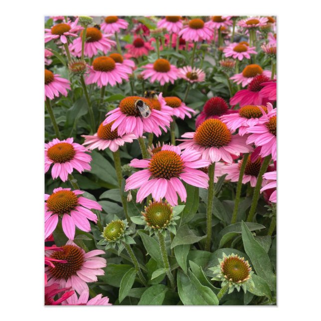 Gorglig Rosa Echinacea Flowers och Bee Fototryck (Framsidan)