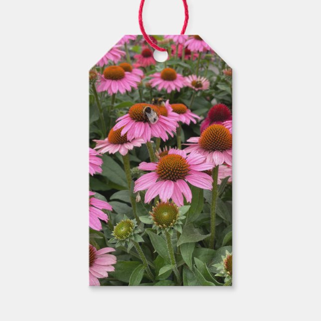 Gorglig Rosa Echinacea Flowers och Bee Presentetikett (Framsidan)