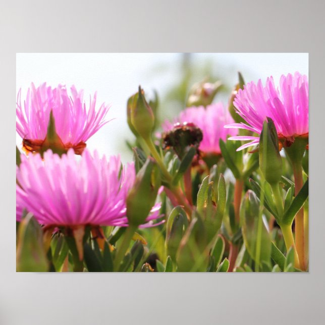 Gorglig Rosa Flowers A3 Poster (Framsidan)