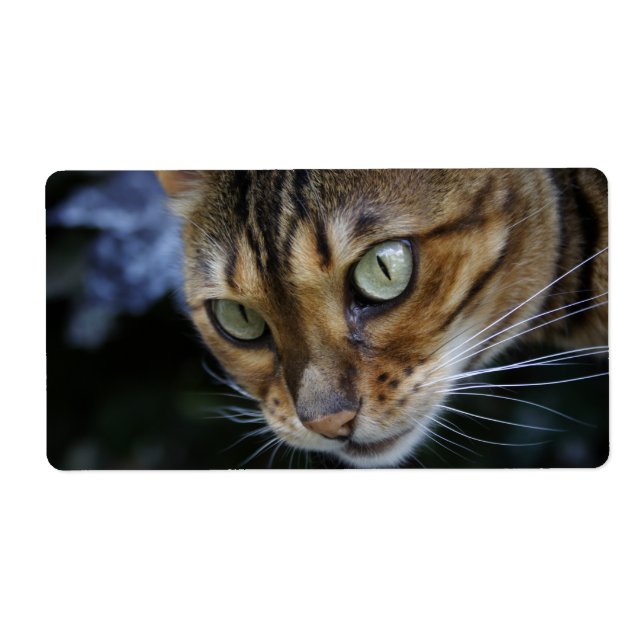 Gorgligt bengaliskt katt fraktsedel (Framsidan)