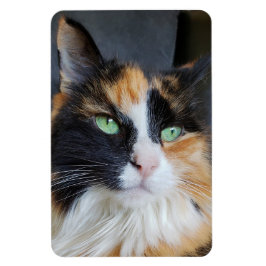 Gorgligt Calico Long Hair Cat med Grönt Ögon Magnet