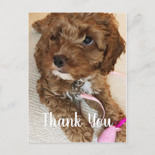Gorgligt Cockapoo Puppy - tackkort Vykort