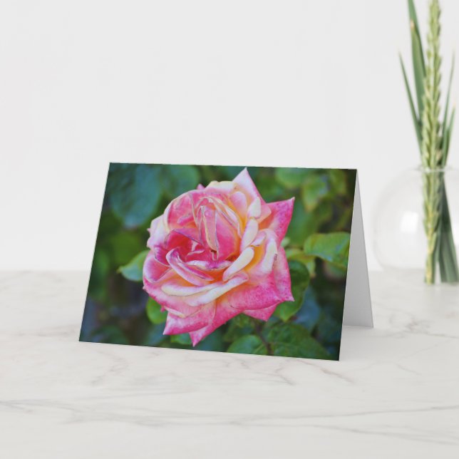 Gorgligt Rosa Cream Ro Bloom Note Card Kort (Framsida)