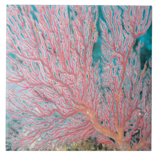 Gorgonian korall 3 kakelplatta