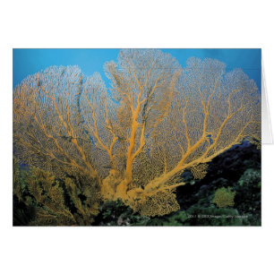 Gorgonian korall hälsningskort