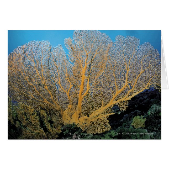 Gorgonian korall hälsningskort (Framsidan Horizontal)