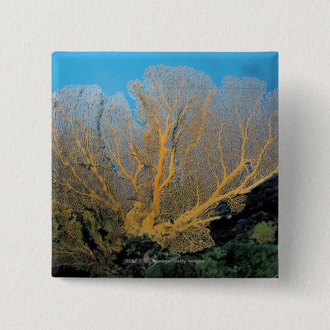 Gorgonian korall knapp (Framsida)