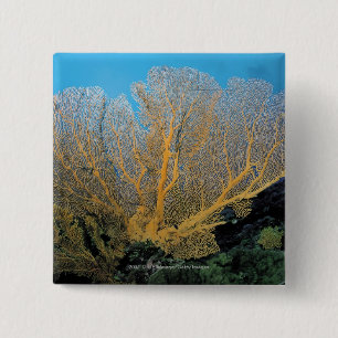Gorgonian korall knapp