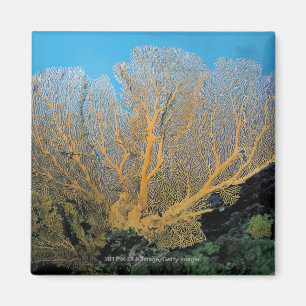 Gorgonian korall magnet