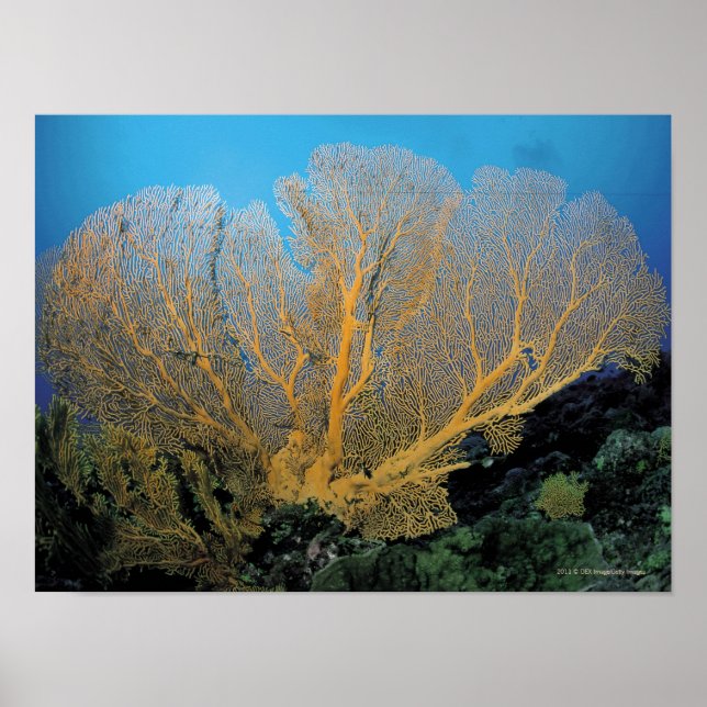 Gorgonkorall Poster (Framsidan)