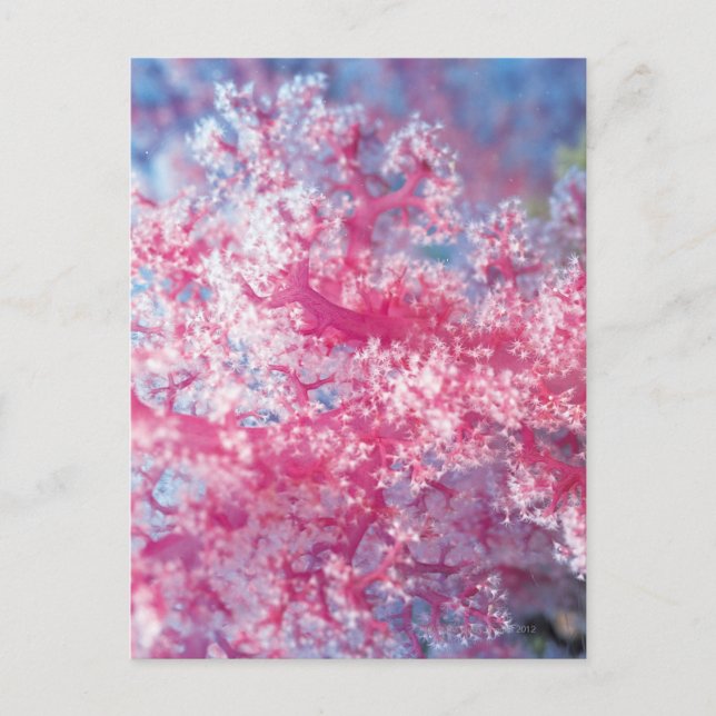 Gorgonkorall Vykort (Framsida)