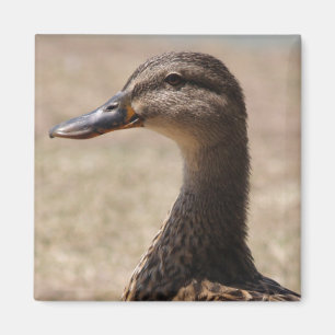 Gorgous Anka Posing Photo Magnet