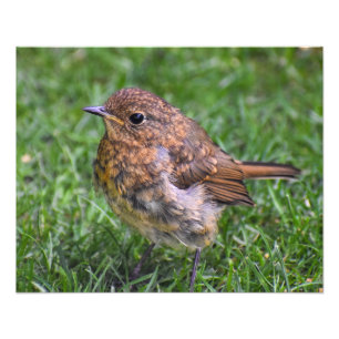 Gorgous Baby Robin Fototryck