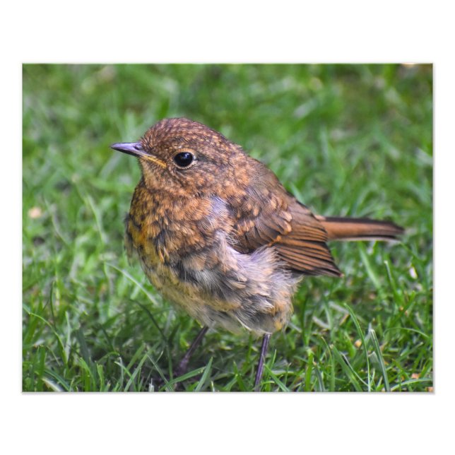 Gorgous Baby Robin Fototryck (Framsidan)