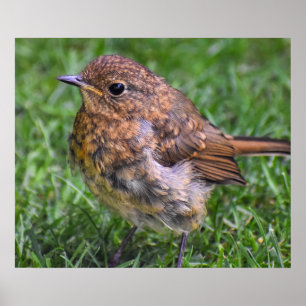 Gorgous Baby Robin Poster