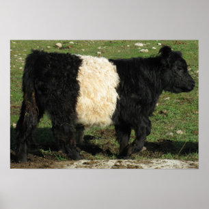 Gorgous Belted Galloway Steer Beltie Poster