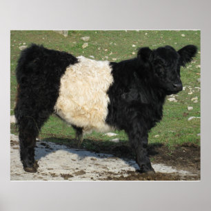 Gorgous Belted Galloway Steer Cutout Beltie Farm Poster