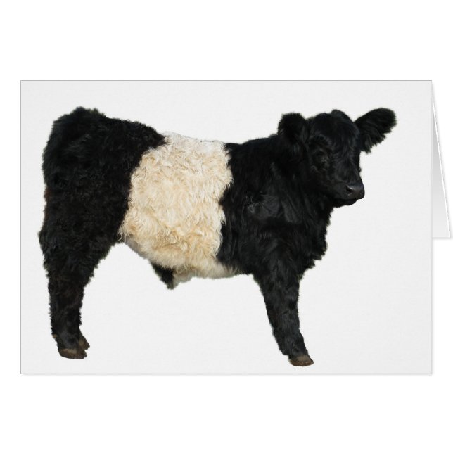 Gorgous Belted Galloway Steer Cutout Hälsningskort (Framsidan Horizontal)