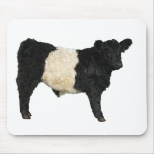 Gorgous Belted Galloway Steer Cutout Musmatta