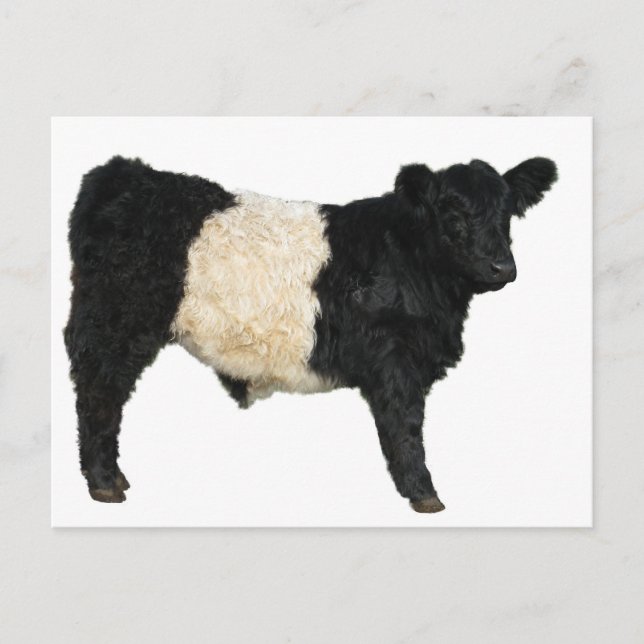 Gorgous Belted Galloway Steer Cutout Vykort (Framsida)
