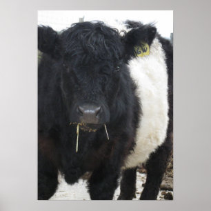 Gorgous Belted Galloway Steer Eating Hay Poster