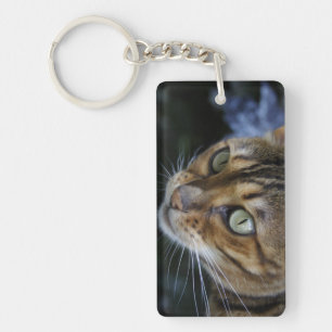 Gorgous Bengal Cat