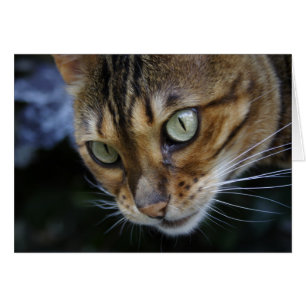 Gorgous Bengal Cat Hälsningskort