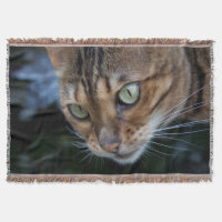 Gorgous Bengal Cat