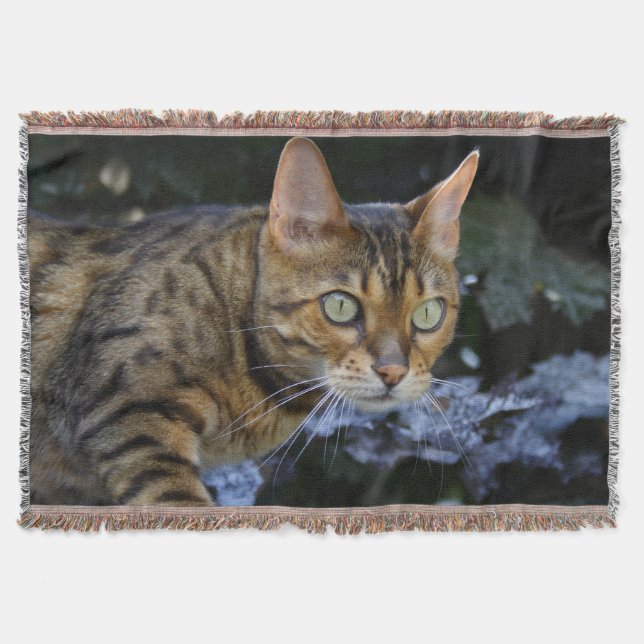 Gorgous Bengal Cat Mysfilt (Framsidan)