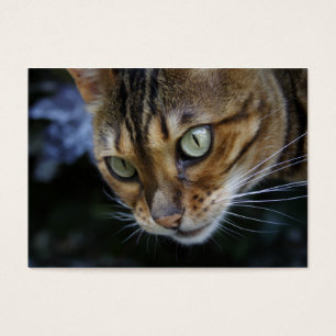 Gorgous Bengal Cat Visitkort