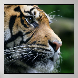 Gorgous Bengal Tiger Ansikte Poster