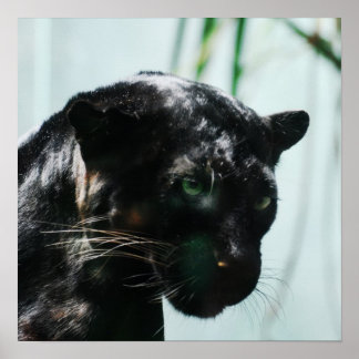 Gorgous Black Panther Poster